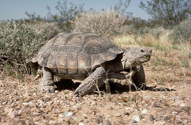 Desert Tortoise