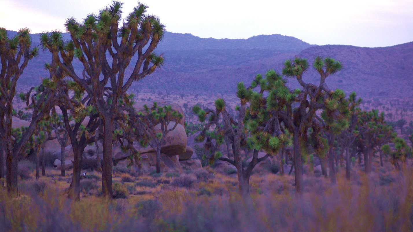 Joshua Tree 