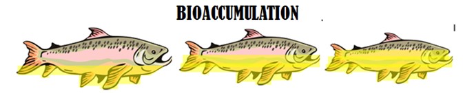 PFAS bioaccumulate in humans and animals
