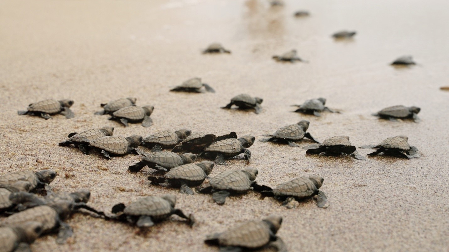 cleaner alternative to fossil fuels