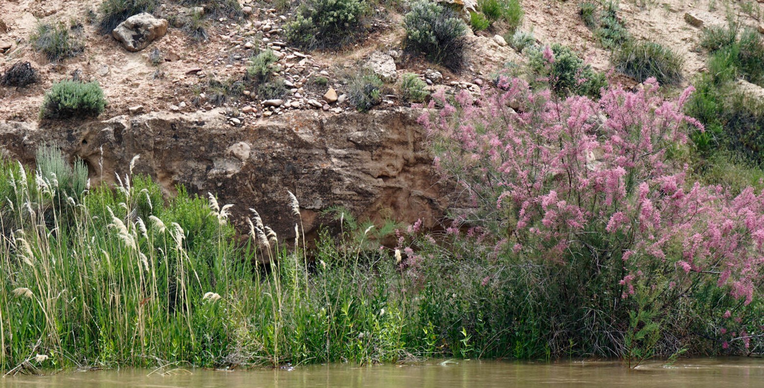 Mexico Environmental Impact