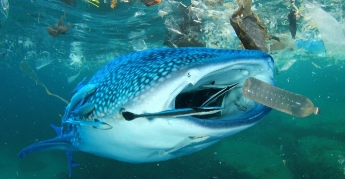 Sea Creature Consumes Plastic